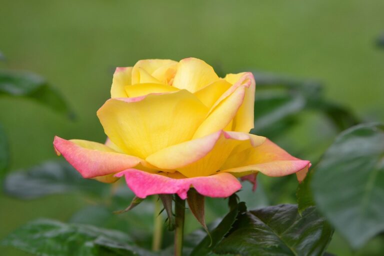 gratin de chou fleur